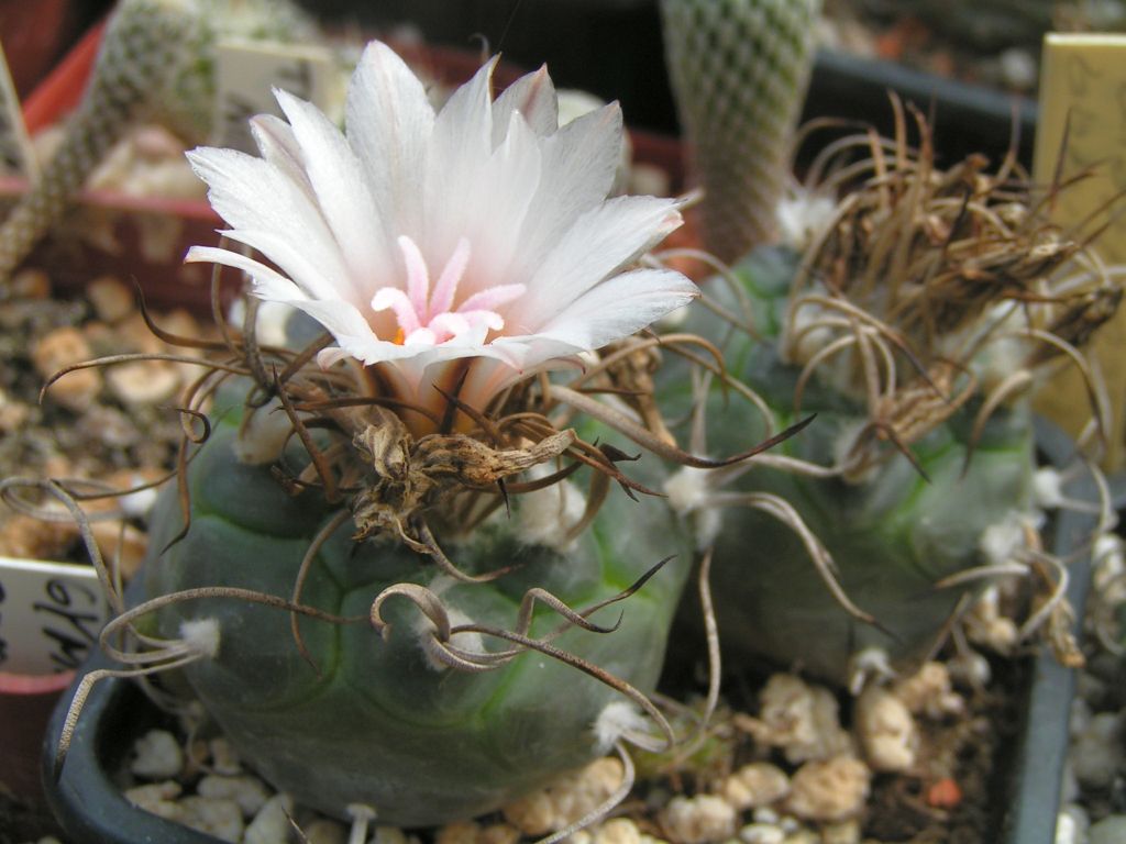 Turbinicarpus macrochele